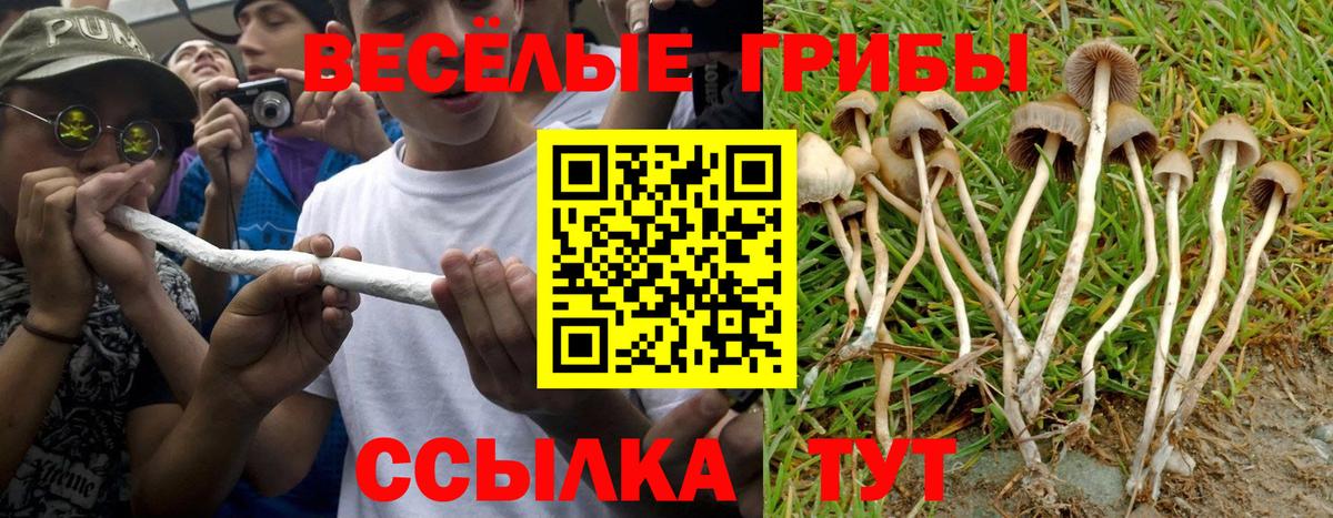 Псилоцибиновые грибы Cubensis Лесозаводск