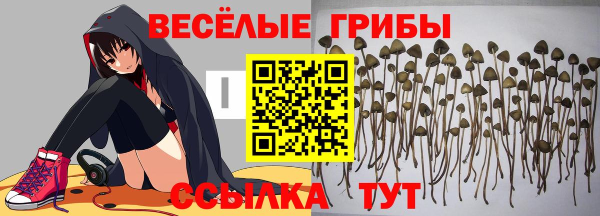 Галлюциногенные грибы GOLDEN TEACHER  Вход с VPN  Лесозаводск 